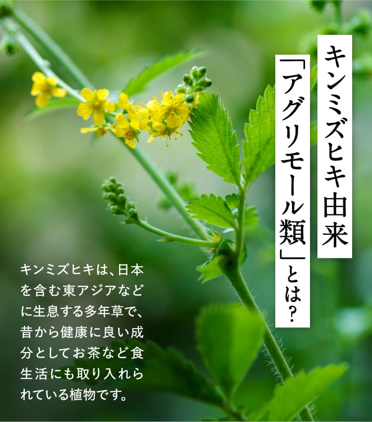 キンミズヒキ由来 「アグリモール類」とは？キンミズヒキは、日本を含む東アジアなどに生息する多年草で、昔から健康に良い成分としてお茶など食生活にも取り入れらている植物です。