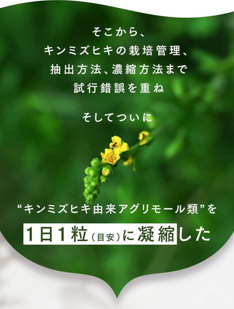 そこから、キンミズヒキの栽培管理、抽出方法、濃縮方法まで試行錯誤を重ねそしてついに“キンミズヒキ由来アグリモール類”を1日1粒（目安）に凝縮した