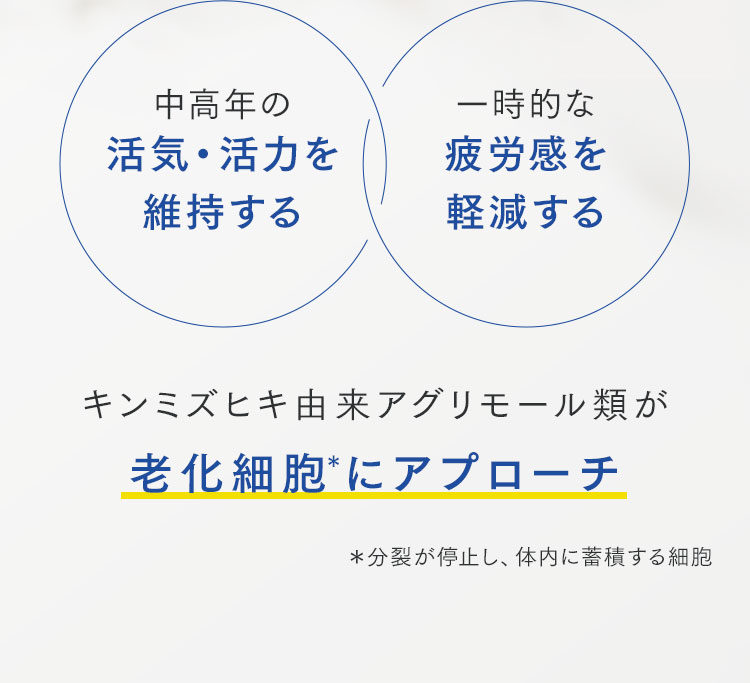 中高年の活気・活力を維持する / 一時的な疲労感を軽減するキンミズヒキ由来アグリモール類が老化細胞＊にアプローチ