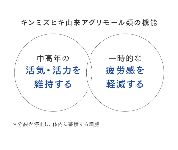 キンミズヒキ由来アグリモール類の機能 中高年の活気・活力を維持する / 一時的な疲労感を軽減する