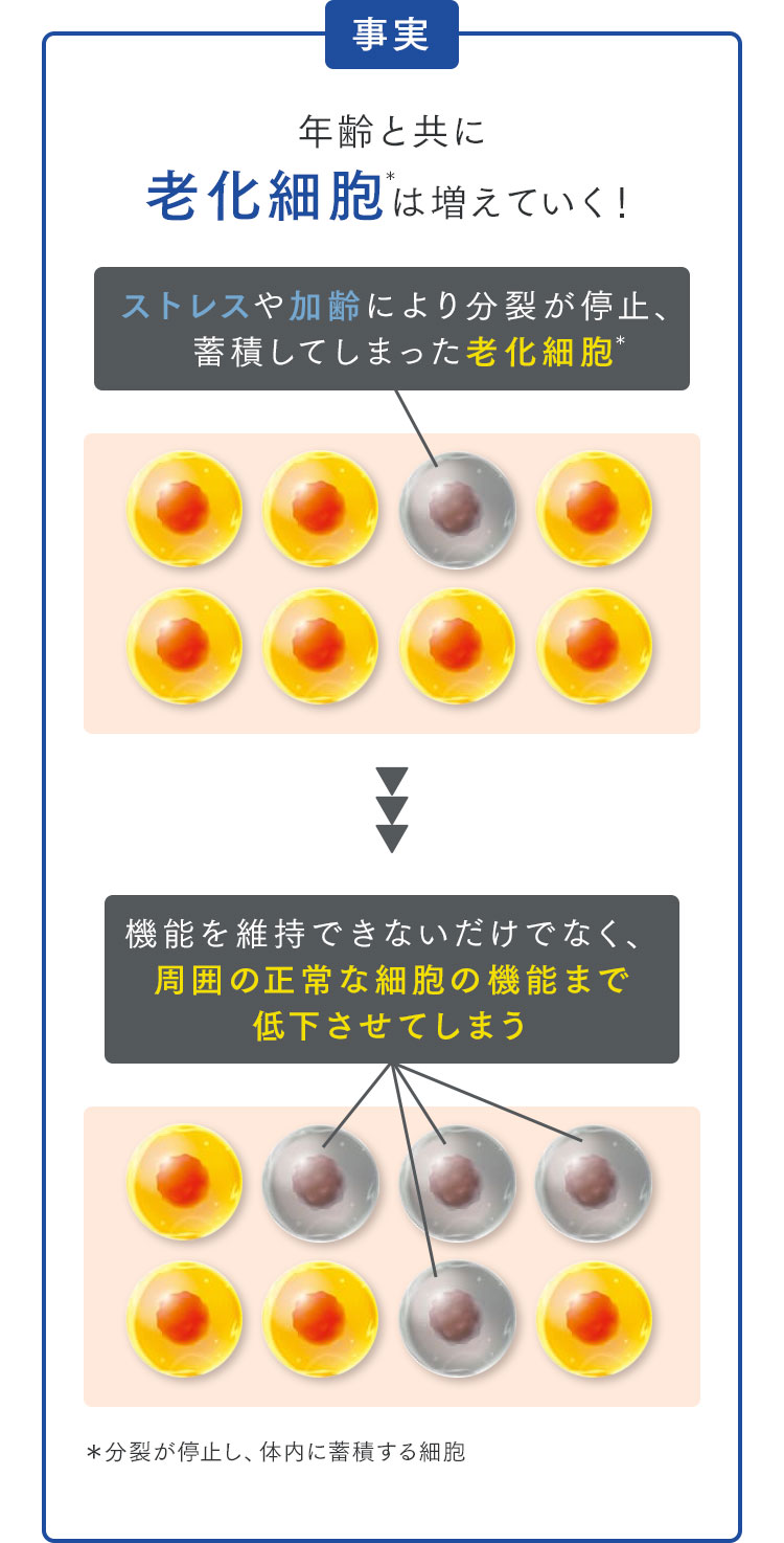 事実 年齢と共に老化細胞は増えていく！