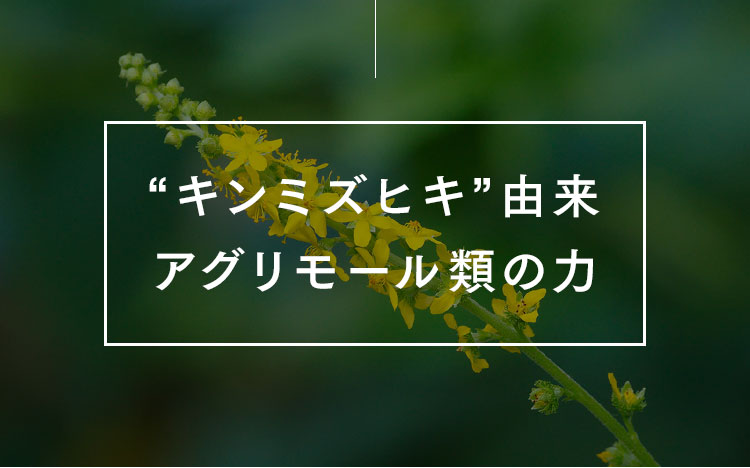 “キンミズヒキ”由来アグリモール類の力
