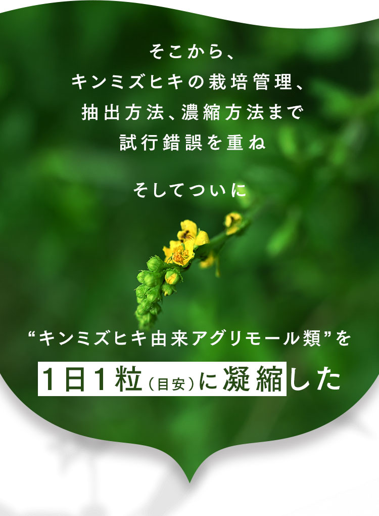そこから、キンミズヒキの栽培管理、抽出方法、濃縮方法まで試行錯誤を重ねそしてついに“キンミズヒキ由来アグリモール類”を1日1粒（目安）に凝縮した