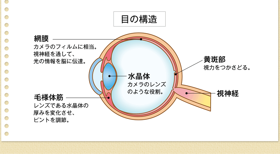 目の構造 網膜 カメラのフィルムに相当。視神経を通して、光の情報を脳に伝達。 毛様体筋 レンズである水晶体の厚みを変化させ、ピントを調節。 水晶体 カメラのレンズのような役割。 黄斑部 視力をつかさどる。 視神経