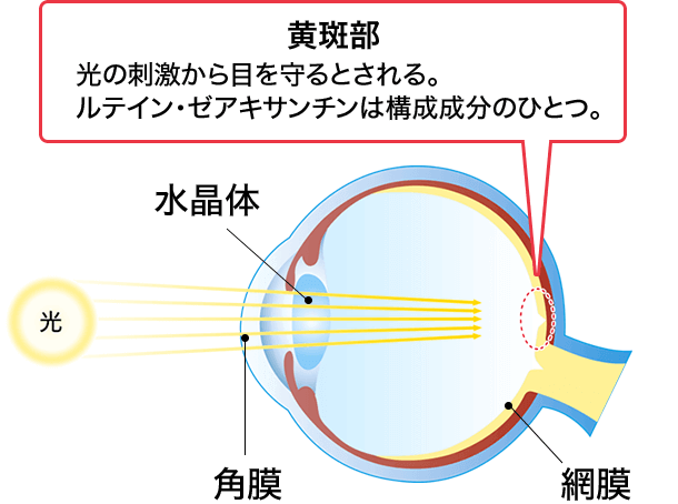 黄斑部　光の刺激から目を守るとされる。ルテイン・ゼアキサンチンは構成成分のひとつ。