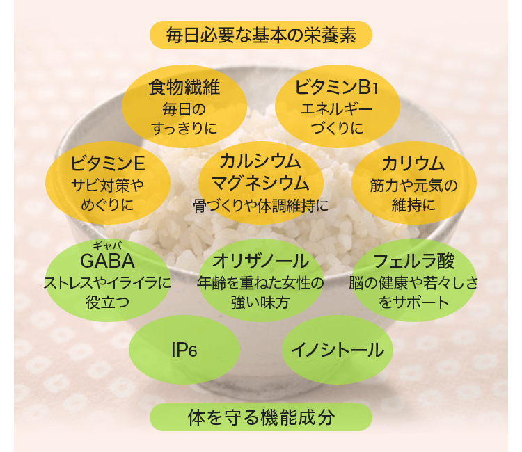 毎日必要な基本の栄養素 食物繊維 毎日のすっきりに ビタミンB1 エネルギーづくりに ビタミンE サビ対策やめぐりに カルシウム マグネシウム 骨づくりや体調維持に カリウム 筋力や元気の維持に GABA（ギャバ） ストレスやイライラに役立つ オリザノール 年齢を重ねた女性の強い味方 フェルラ酸 脳の健康や若々しさをサポート IP6 イノシトール 体を守る機能成分