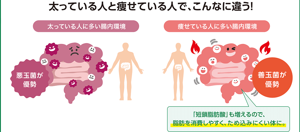 太っている人と痩せている人で、こんなに違う! 太っている人に多い腸内環境 悪玉菌が優勢 痩せている人に多い腸内環境 善玉菌が優勢 「短鎖脂肪酸」も増えるので、脂肪を消費しやすく、ため込みにくい体に。