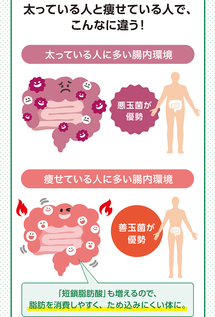 太っている人と痩せている人で、こんなに違う! 太っている人に多い腸内環境 悪玉菌が優勢 痩せている人に多い腸内環境 善玉菌が優勢 「短鎖脂肪酸」も増えるので、脂肪を消費しやすく、ため込みにくい体に。