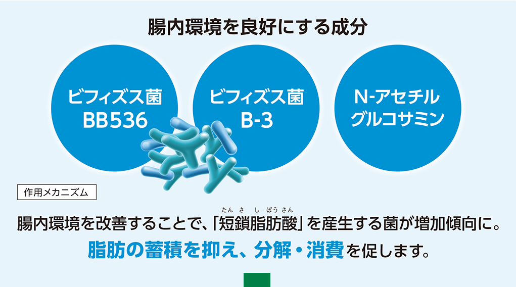 腸内環境を良好にする成分 ビフィズス菌BB536 ビフィズス菌B-3 N-アセチルグルコサミン 作用メカニズム 腸内環境を改善することで、「短鎖脂肪酸(たんさしぼうさん)」を産生する菌が増加傾向に。脂肪の蓄積を抑え、分解・消費を促します。
