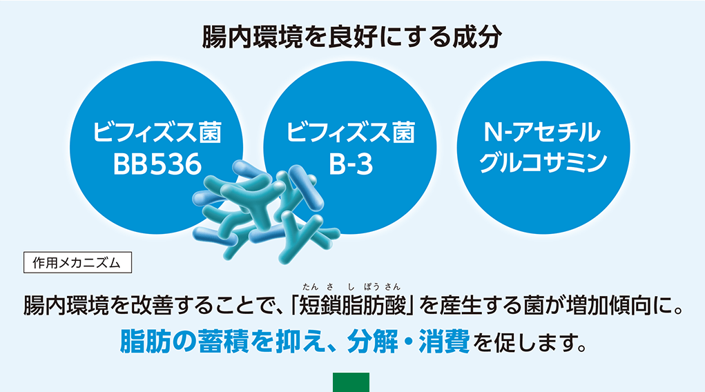 腸内環境を良好にする成分 ビフィズス菌BB536 ビフィズス菌B-3 N-アセチルグルコサミン 作用メカニズム 腸内環境を改善することで、「短鎖脂肪酸（たんさしぼうさん）」を産生する菌が増加傾向に。脂肪の蓄積を抑え、分解・消費を促します。