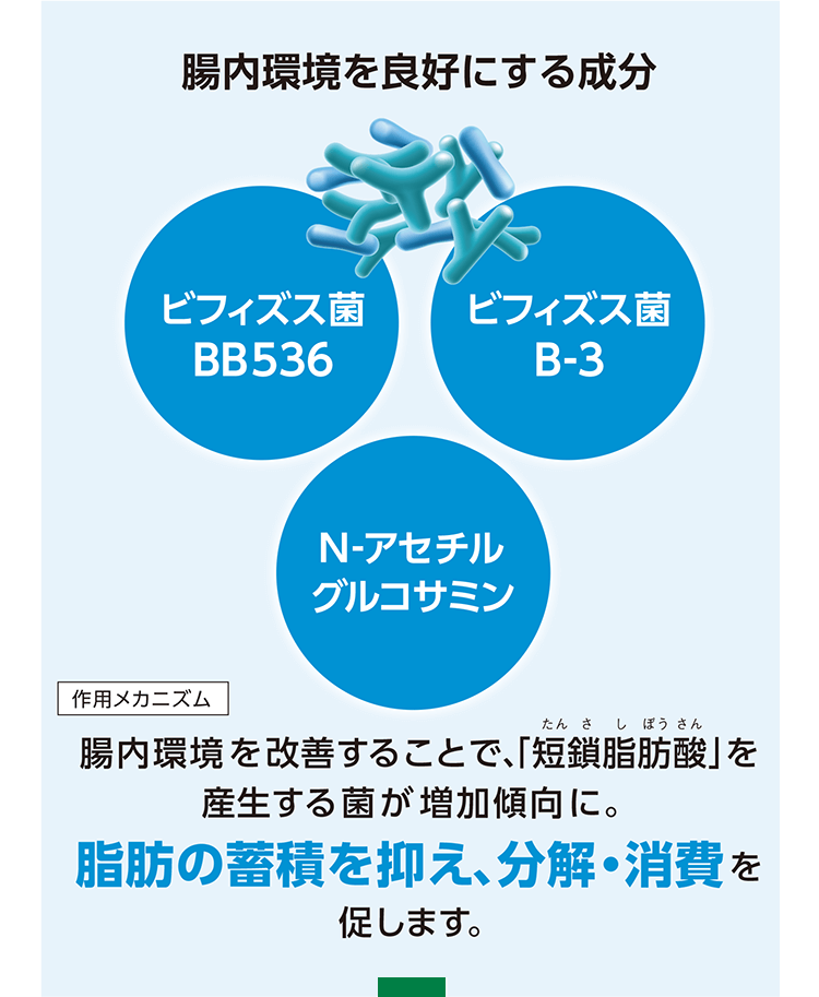 腸内環境を良好にする成分 ビフィズス菌BB536 ビフィズス菌B-3 N-アセチルグルコサミン 作用メカニズム 腸内環境を改善することで、「短鎖脂肪酸(たんさしぼうさん)」を産生する菌が増加傾向に。脂肪の蓄積を抑え、分解・消費を促します。