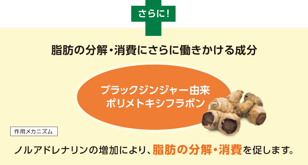 さらに! 脂肪の分解・消費にさらに働きかける成分 ブラックジンジャー由来ポリメトキシフラボン 作用メカニズム ノルアドレナリンの増加により、脂肪の分解・消費を促します。