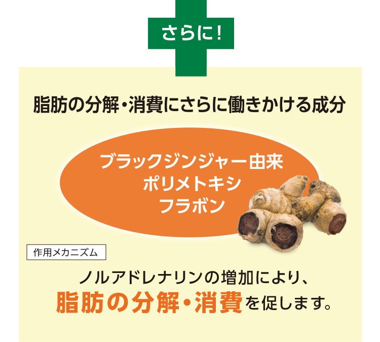 さらに! 脂肪の分解・消費にさらに働きかける成分 ブラックジンジャー由来ポリメトキシフラボン 作用メカニズム ノルアドレナリンの増加により、脂肪の分解・消費を促します。