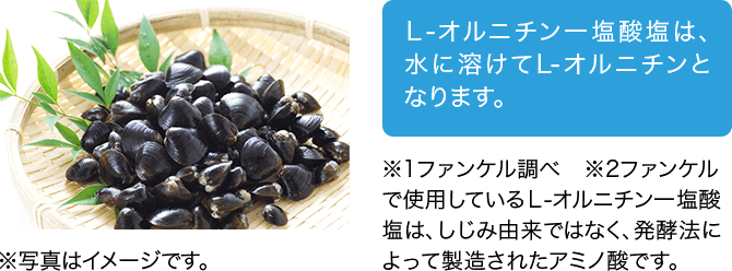 Ｌ-オルニチン一塩酸塩は、水に溶けてL-オルニチンとなります。 ※1ファンケル調べ　※2ファンケルで使用しているＬ-オルニチン一塩酸塩は、しじみ由来ではなく、発酵法によって製造されたアミノ酸です。