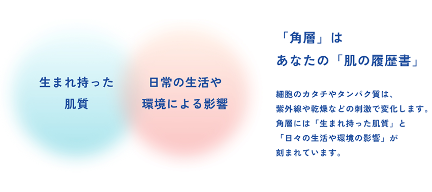「角層」はあなたの「肌の履歴書」細胞のカタチやタンパク質は、紫外線や乾燥などの刺激で変化します。角層には「生まれ持った肌質」と「日々の生活や環境の影響」が刻まれます。