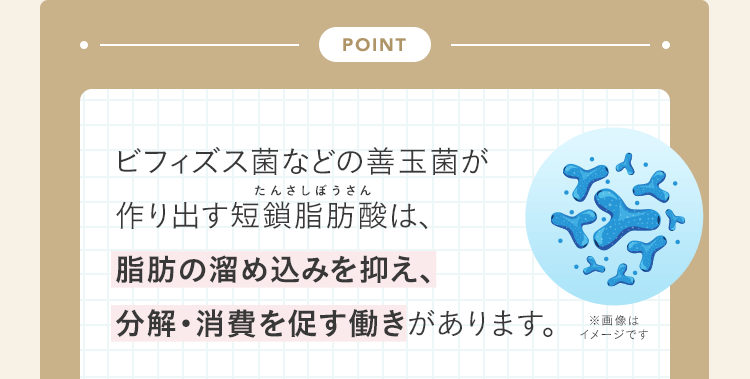 ビフィズス菌などの善玉菌が作り出す短鎖脂肪酸は、脂肪の溜め込みを抑え、分解・消費を促す働きがあります。
