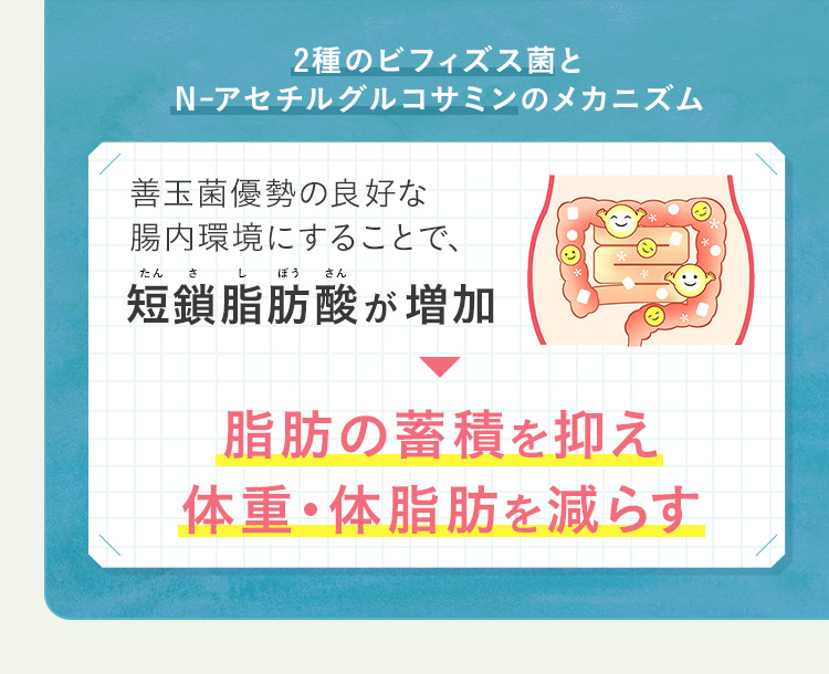 2種のビフィズス菌とN-アセチルグルコサミンのメカニズム 善玉菌優勢の良好な腸内環境にすることで、短鎖脂肪酸が増加 脂肪の蓄積を抑え体重・体脂肪を減らす