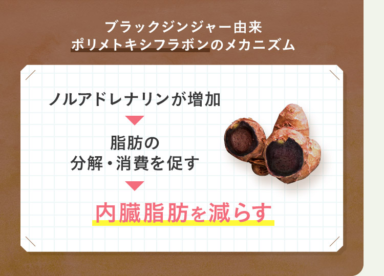 ブラックジンジャー由来ポリメトキシフラボンのメカニズム ノルアドレナリンが増加 脂肪の分解・消費を促す 内臓脂肪を減らす
